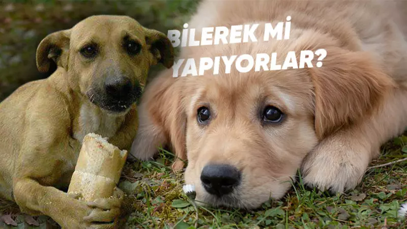 Köpeklerin Küçük Emrah Gibi Bakmasının Nedenini Öğrenince Onları Daha da Seveceksiniz