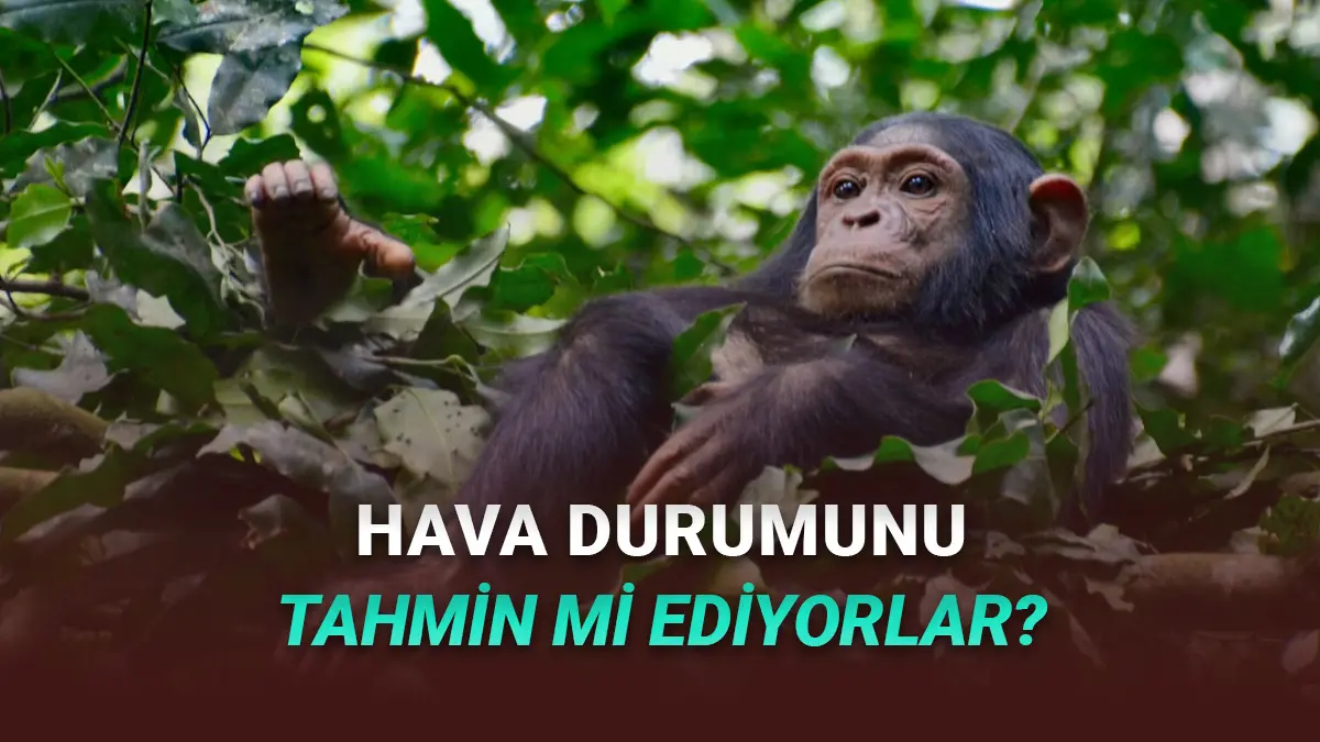 Şempanzelerin Hava Durumunu Önceden Tahmin Edebildiği Keşfedildi