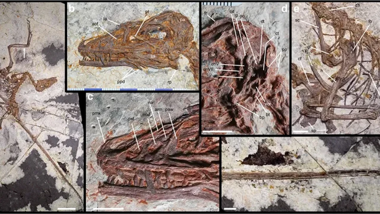 Şaşırtan dinozor keşfi: Sadece 53 santim, ama dört kanadı var