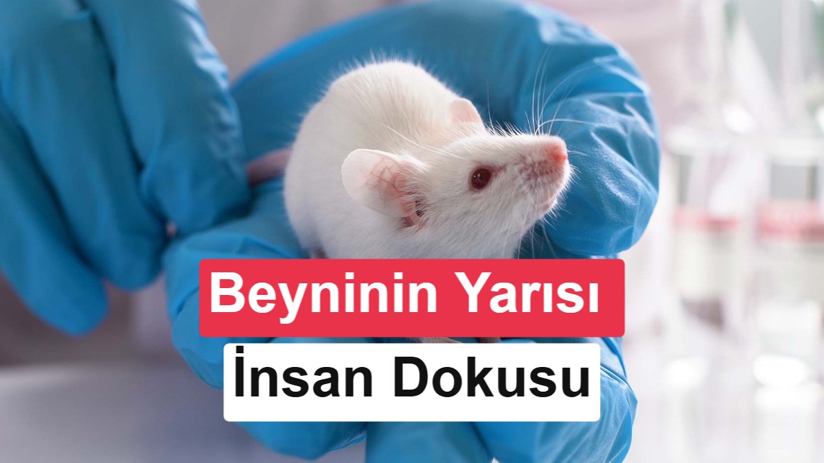 Bilimde çığır açan gelişme: İnsan ve fare beyni bir araya getirildi