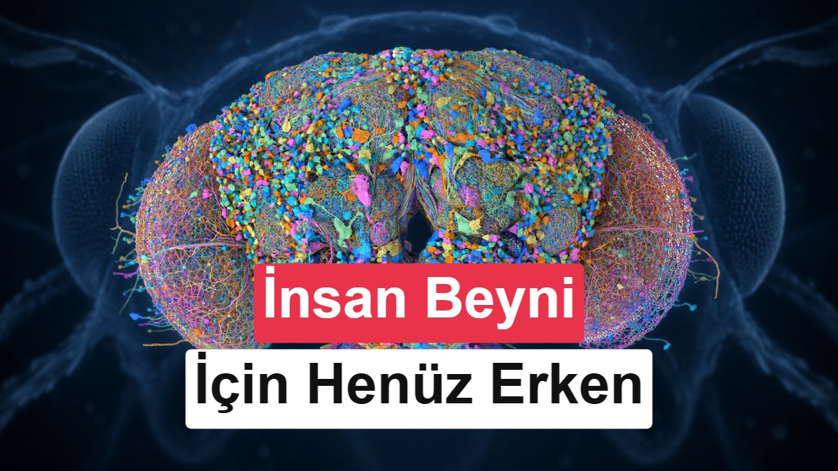 Meyve sineğinin beyni ve sinir sistemi ilk kez haritalandı: Yapılan ilk iş ise şaşırttı