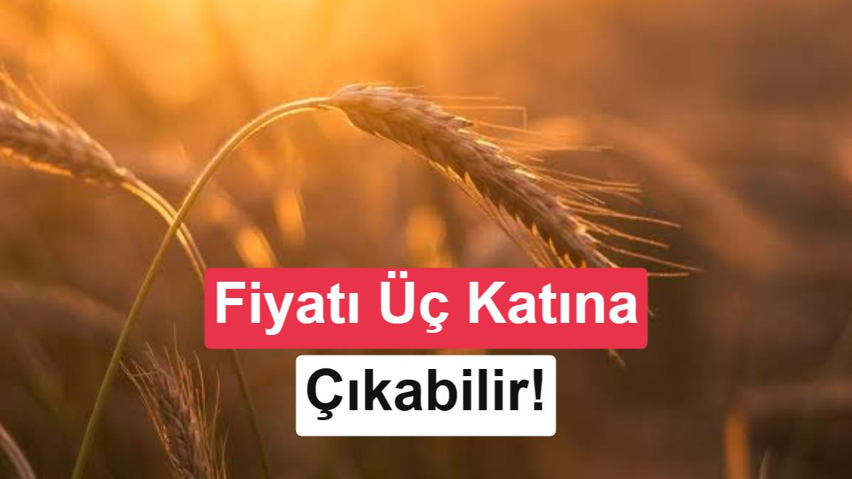 İklim değişikliği dünya genelinde buğday fiyatlarını üç katına çıkarabilir