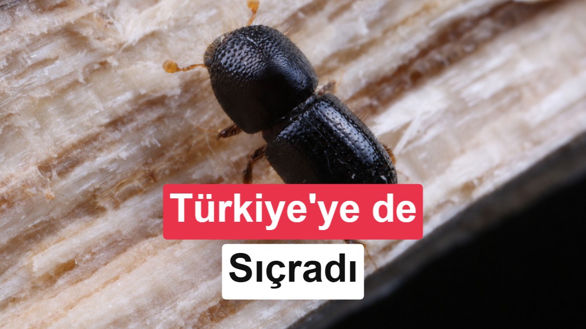 Dünyaya hızla yayılan bu istilacı böcek, hem binlerce ağacı hem ekonomiyi tehdit ediyor