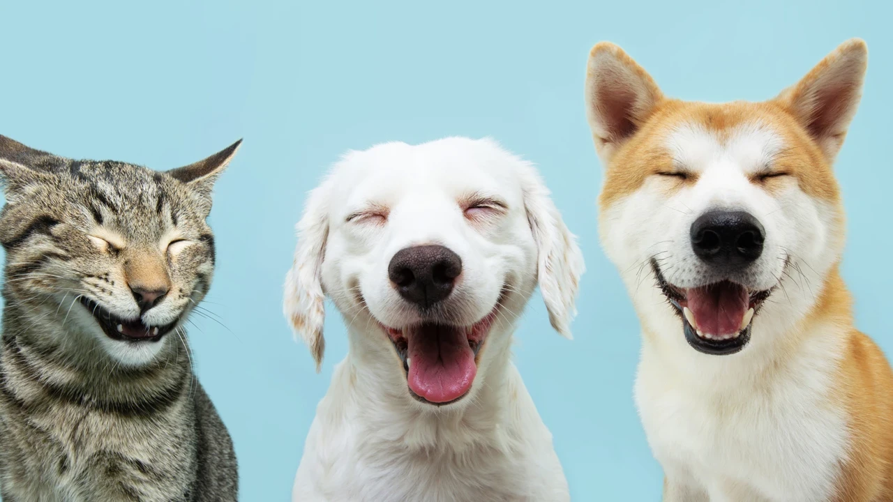 Köpeğiniz size bakıp göz kırpıyorsa, nedeni bu olabilir